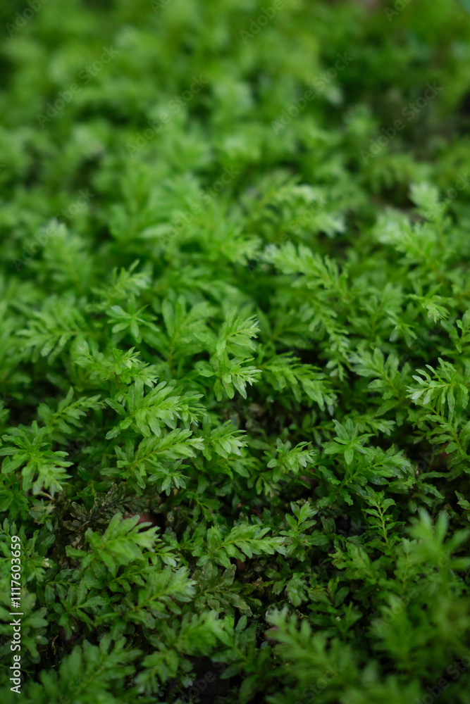 Mnium hornum moss close up Mnium hornum moss close up