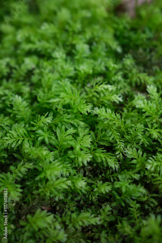 Mnium hornum moss close up photo