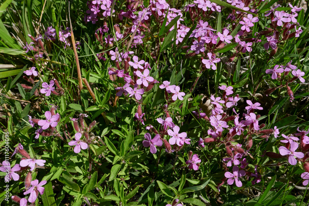 Fototapeta premium Saponaria ocymoides in bloom