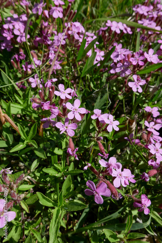 Wallpaper Mural Saponaria ocymoides in bloom Torontodigital.ca