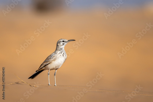 Greater hoopoe-lark, Alaemon alaudipes, Sahara Desert, Tunisia. photo