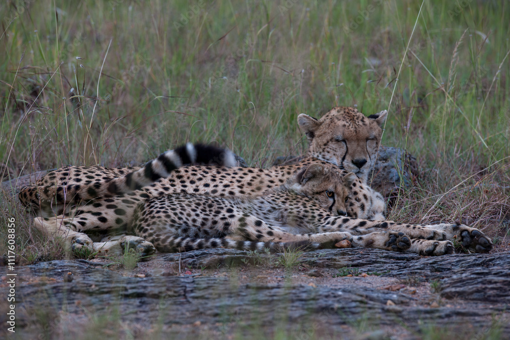 Fototapeta premium cheetah and cub