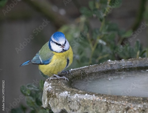 Εκτύπωση καμβά Blue tit on frosty birdbath in garden.