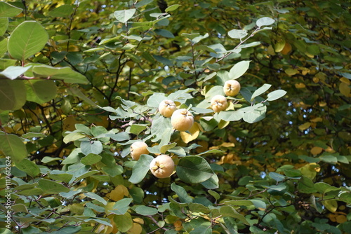 Group of ripe yellow fruits of quince tree in mid October photo