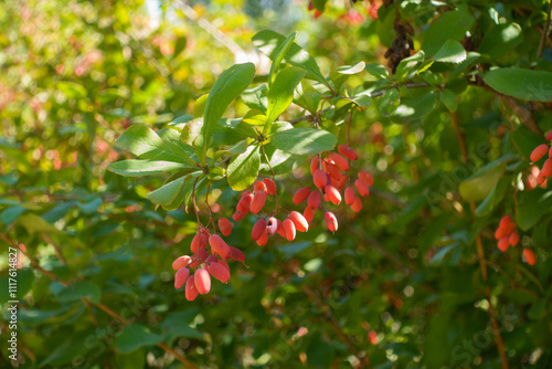 Closeup of red berries of Berberis vulgaris in mid September photo