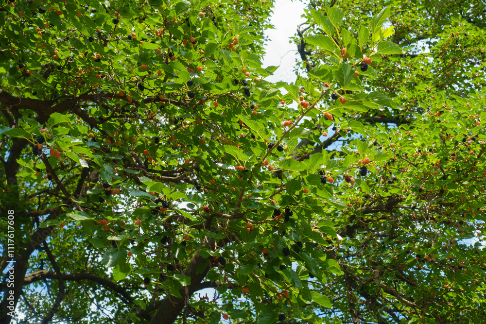 A lot of unripe and ripe fruits in the leafage of mulberry tree in mid July A lot of unripe and ripe fruits in the leafage of mulberry tree in mid July