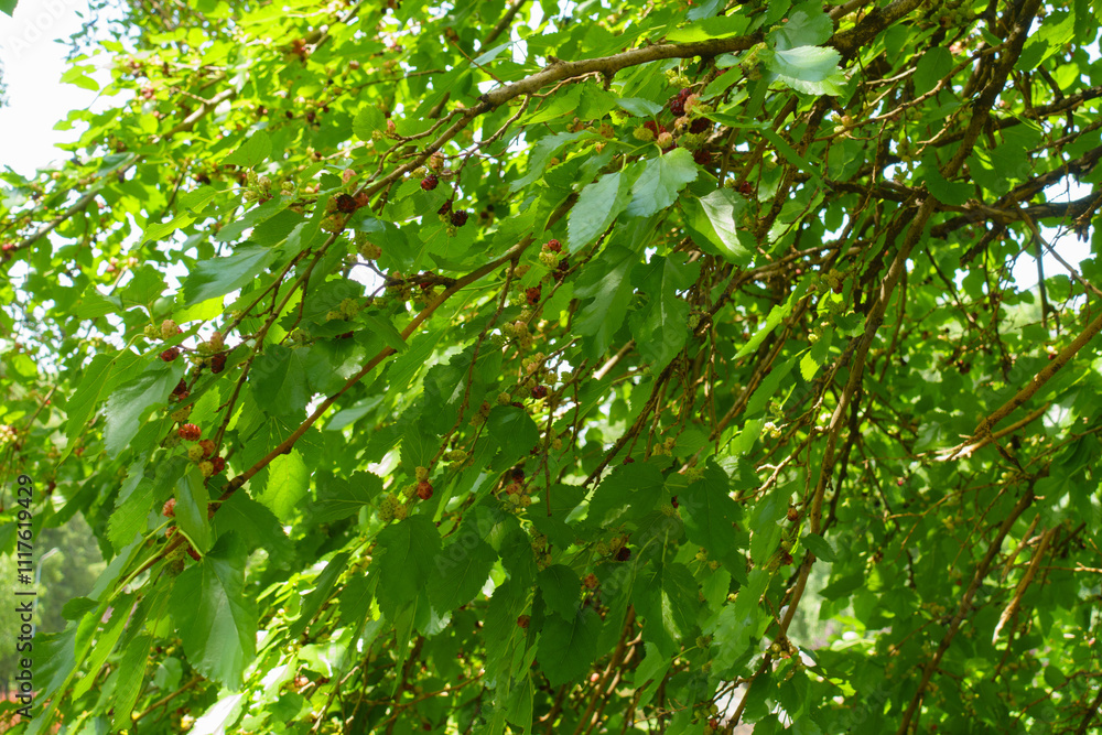 Ripening fruits in the leafage of mulberry tree in June Ripening fruits in the leafage of mulberry tree in June