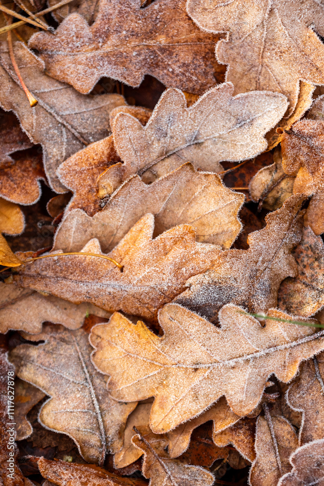 Frosty oak leaves Frosty oak leaves