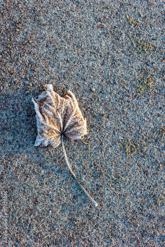 Frosty details in nature