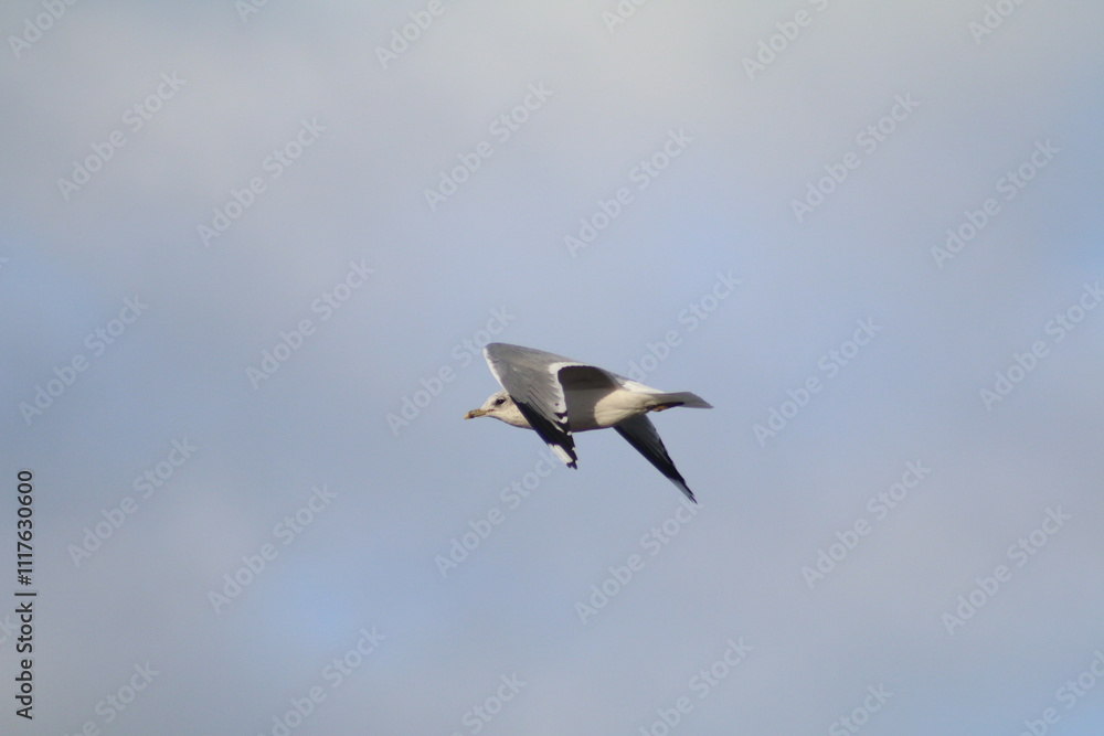 Obraz premium white stork in flight