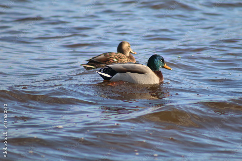 Obraz premium duck and ducklings