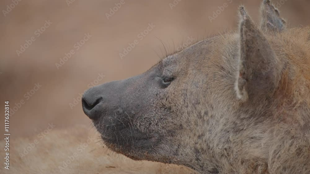 A curious spotted hyena standing on a hill, surveying the surroundings of Kruger National Park A curious spotted hyena standing on a hill, surveying the surroundings of Kruger National Park