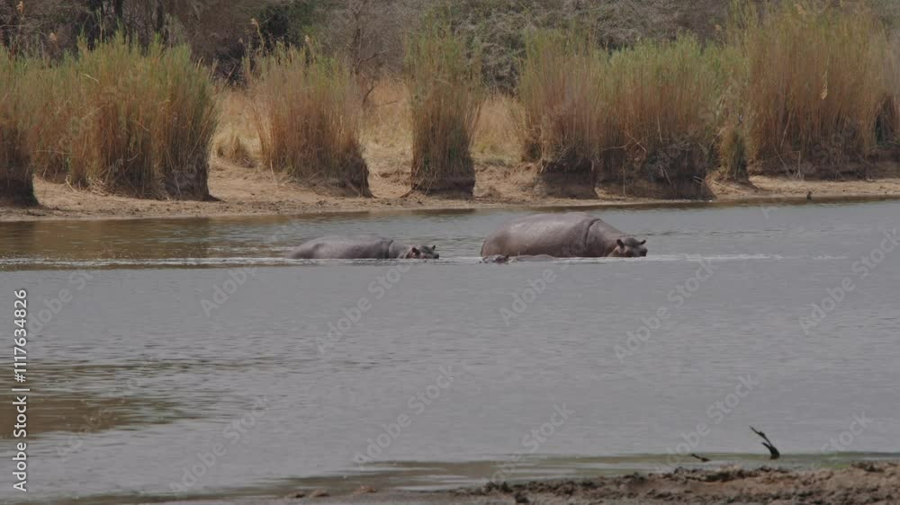 A hippopotamus partially submerged in water, relaxing in its natural habitat in Kruger National Park A hippopotamus partially submerged in water, relaxing in its natural habitat in Kruger National Park