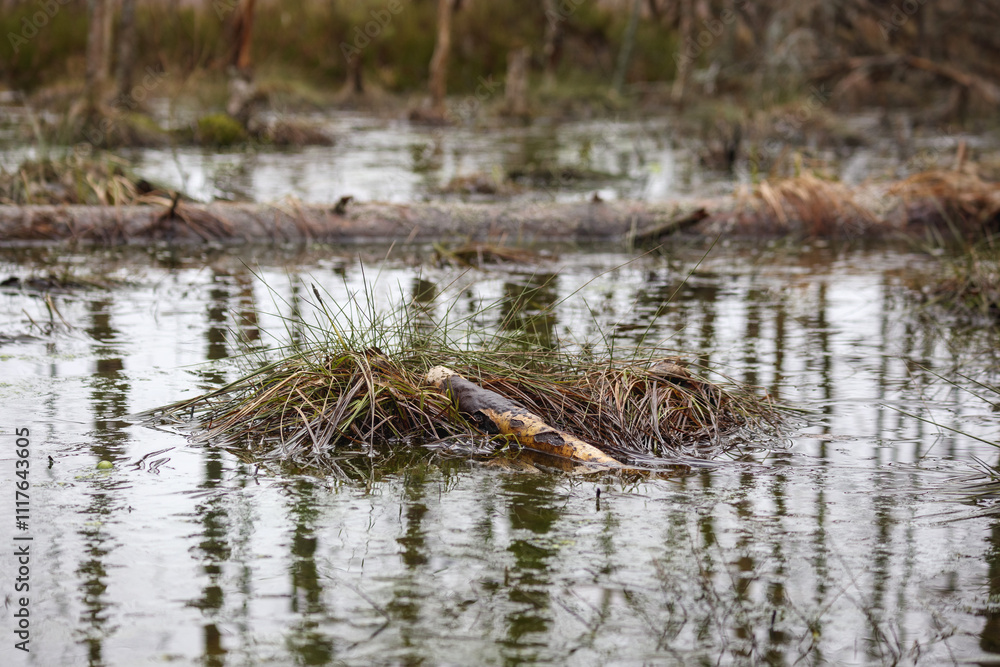 Obraz premium Nature view with swamp water and moss
