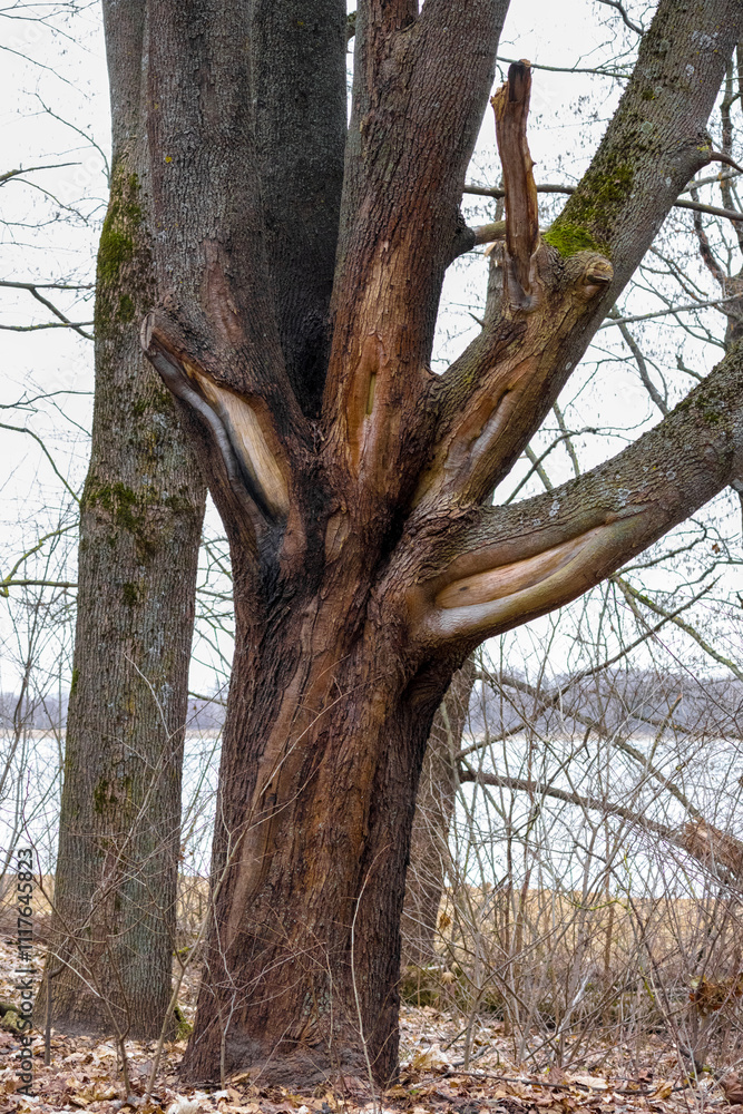 Obraz premium Old tree trunk with cracks in the forest