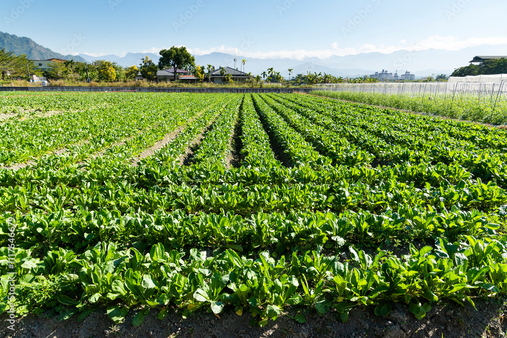 A large area of White Jade Radishes are growing in the fields in Meinong of Kaohsiung, Taiwan. A large area of White Jade Radishes are growing in the fields in Meinong of Kaohsiung, Taiwan.