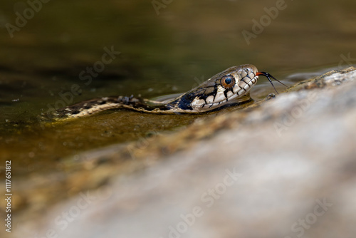 Wasserschlange im Kings Canyon photo