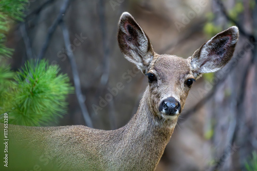 Reh im Yosemite NP