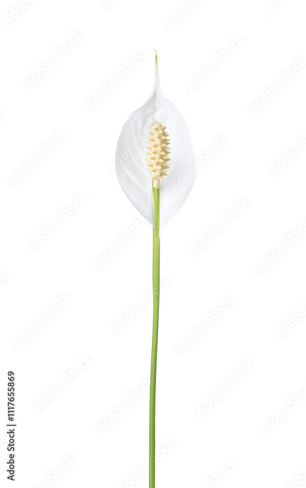 Peace lily flower isolated on white background. Spathiphyllum