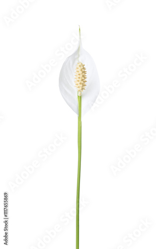 Obraz na płótnie Peace lily flower isolated on white background. Spathiphyllum w salonie