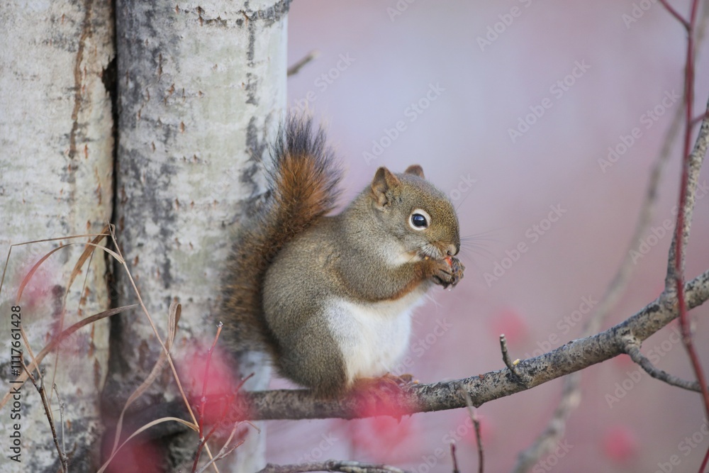Cute little Squirrel on aspen tree branch feeding berries. Cute little Squirrel on aspen tree branch feeding berries.