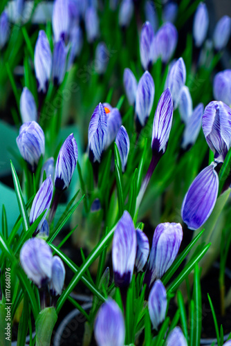 purple crocus flower