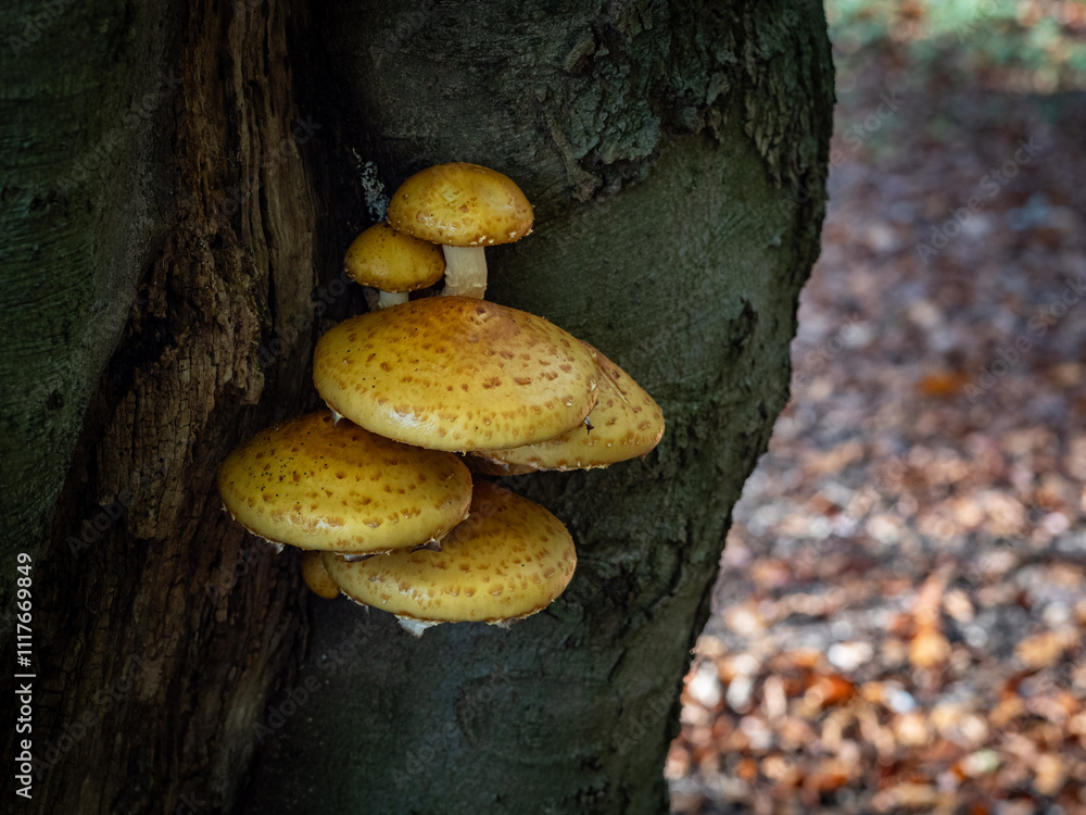 The mushrooms on the tree The mushrooms on the tree