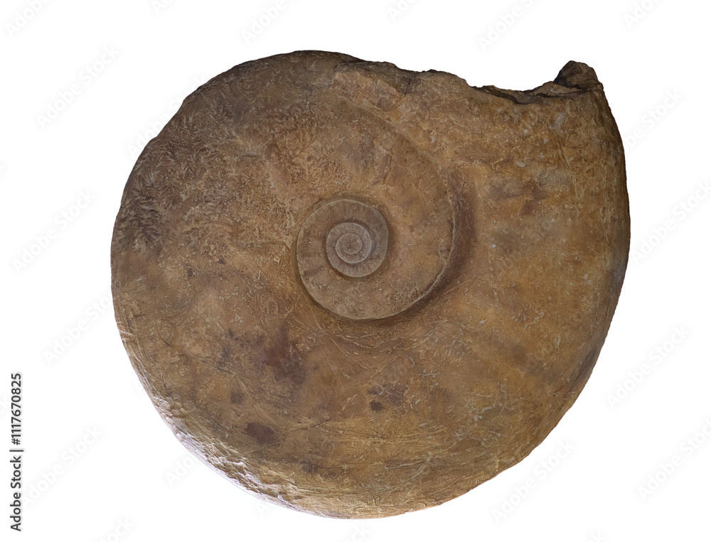 fossil of ammonite in the stone on white, isolated fossil of ammonite in the stone on white, isolated