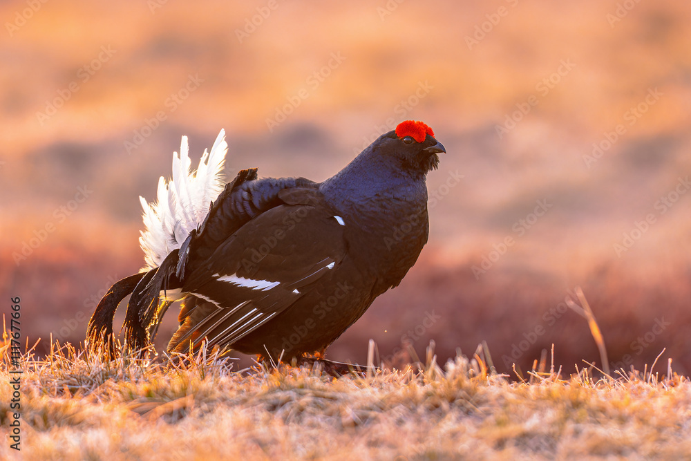 Black grouse displaying on Courtship lek Black grouse displaying on Courtship lek