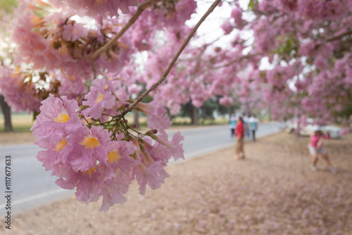 Pink Trumpet trees in full bloom at Kasetsart University (Kamphaeng San) Nakhon Pathom, Thailand. photo