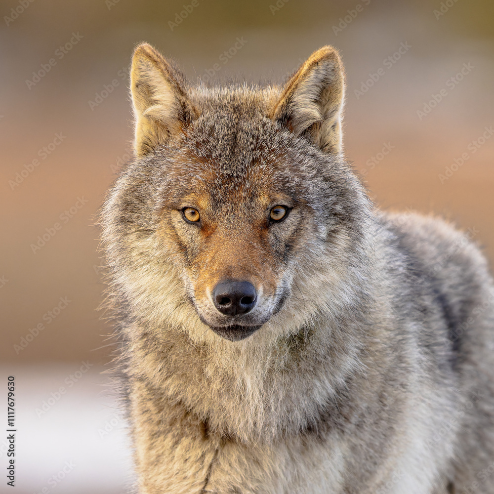 Portrait Eurasian Wolf looking frontal Portrait Eurasian Wolf looking frontal