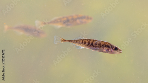 Ninespine stickleback freshwater fish