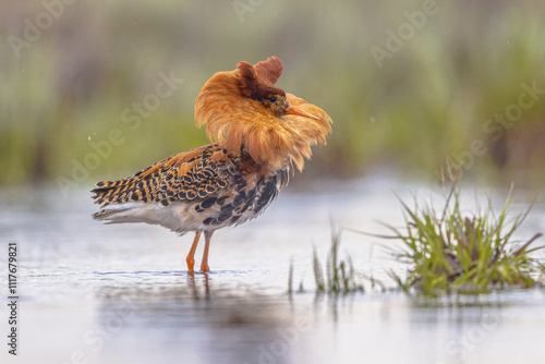 Fototapeta Ruff bird displaying at lek