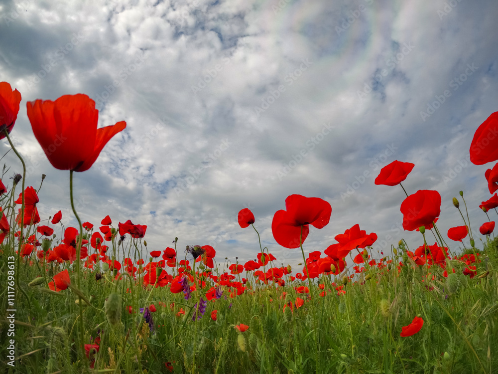 Fototapeta premium Red poppies blooming in full season. Field of colorful flowers known as Papaver rhoeas.