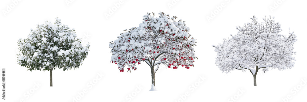 Fototapeta premium Set of small apple tree covered in a light layer of snow during winter isolated on a transparent background