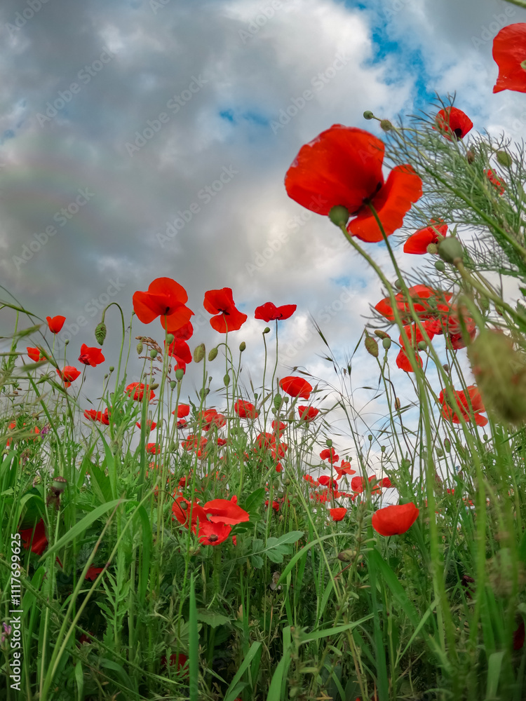 Fototapeta premium Red poppies blooming in full season. Field of colorful flowers known as Papaver rhoeas.