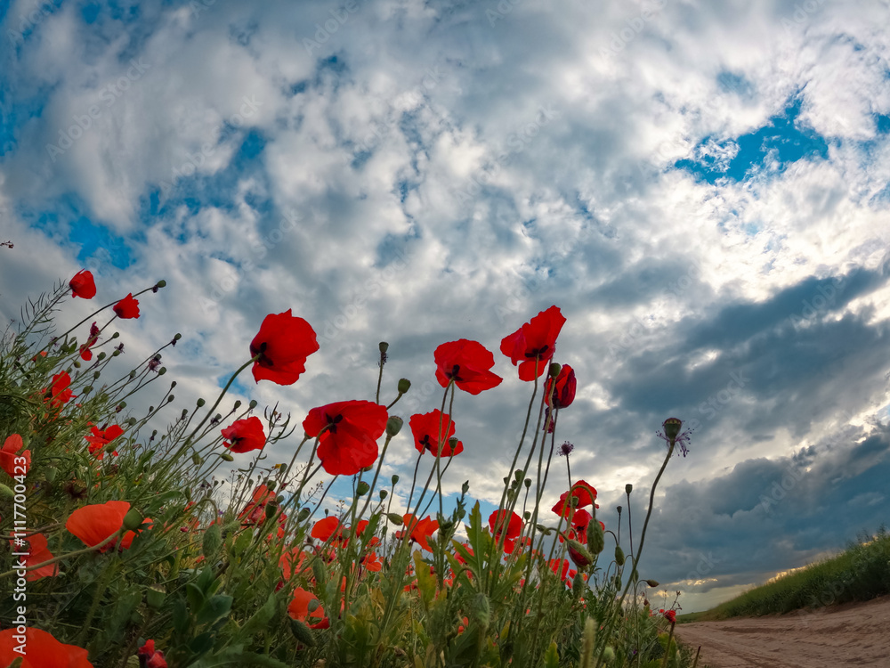 Fototapeta premium Red poppies blooming in full season. Field of colorful flowers known as Papaver rhoeas.