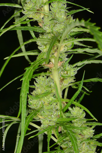 Kulturhanf,  Hanf, Cannabaceae, Cannabis sativa photo