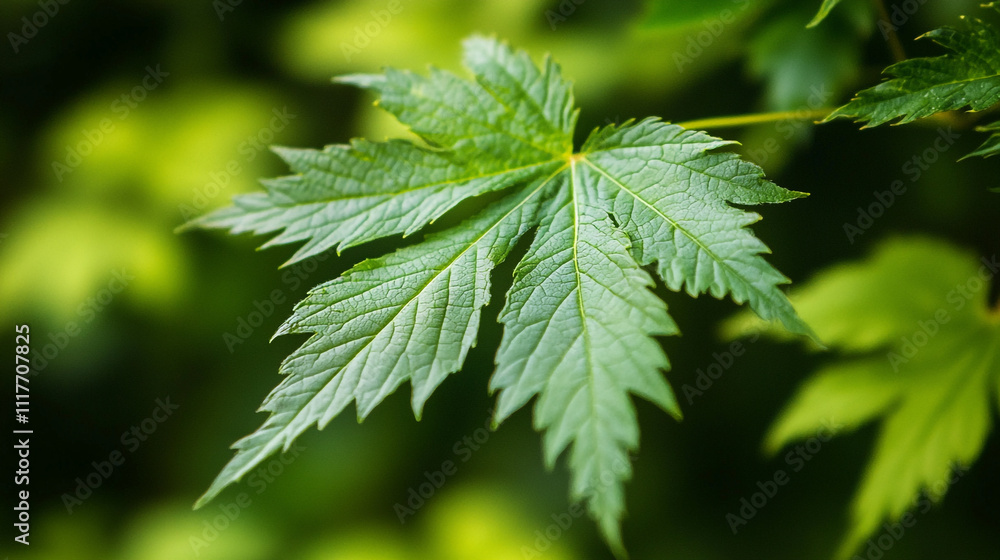 Vibrant green leaf showcasing intricate details in a lush natural environment during daytime Vibrant green leaf showcasing intricate details in a lush natural environment during daytime