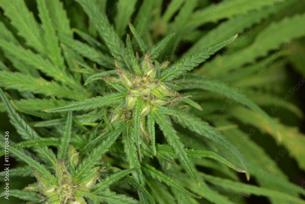 Kulturhanf, Hanf, Cannabaceae, Cannabis sativa Kulturhanf, Hanf, Cannabaceae, Cannabis sativa