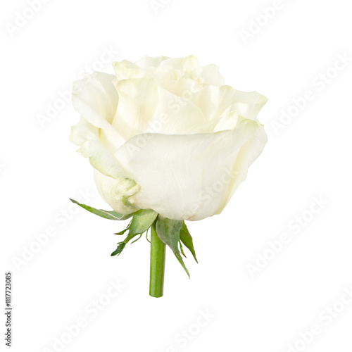 Beautiful single white rose bud isolated on transparent background.