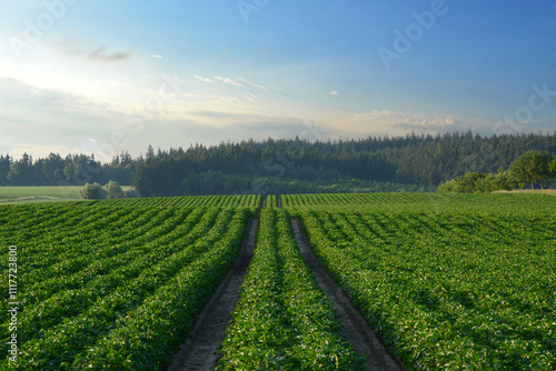 Kartoffel, Kartoffeln  nach Reihenschluß photo