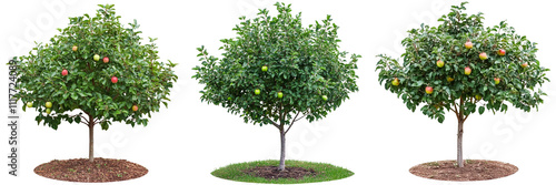 Set of small apple tree with young  green apples growing isolated on a transparent background