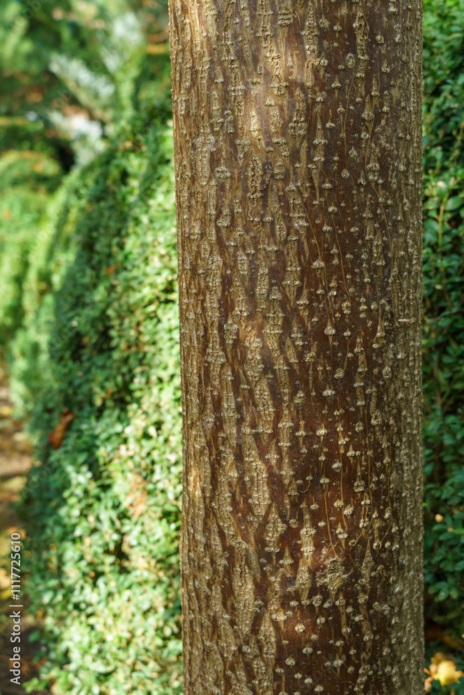 Obraz premium Texture of Paulownia tomentosa bark on blurry background of natural greenery. Abstract natural background for any design and place for text. Selective focus on bark Empress or princess tree