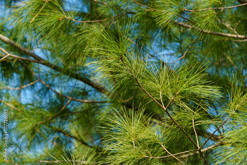 Vászonkép Long green needles of white pine Pinus strobus against blue sky