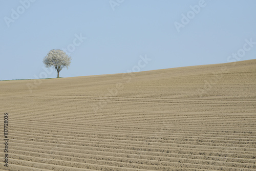 Kartoffel, Kartoffeln, vor Auflauf photo