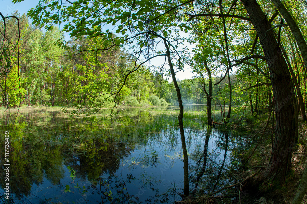 Green forest reflected in the calm water of the lake, beauty in nature. Green forest reflected in the calm water of the lake, beauty in nature.
