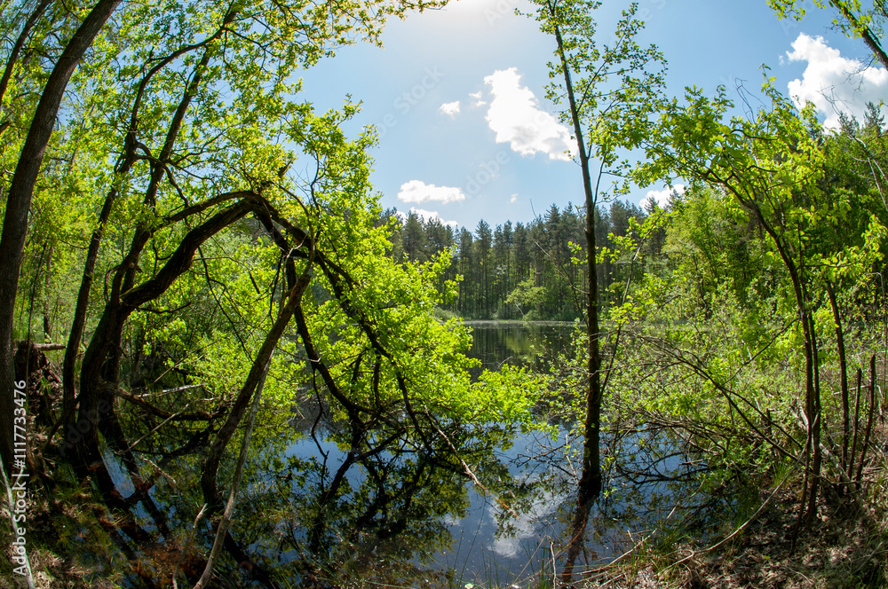 Obraz premium Green forest reflected in the calm water of the lake, beauty in nature.