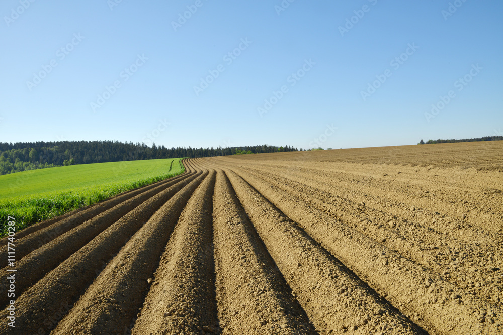 Kartoffel, Kartoffeln, vor Auflauf Kartoffel, Kartoffeln, vor Auflauf