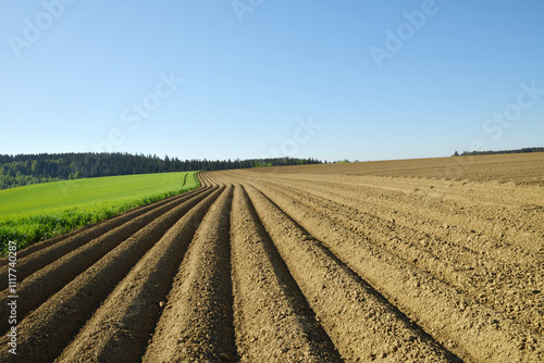 Kartoffel, Kartoffeln, vor Auflauf photo